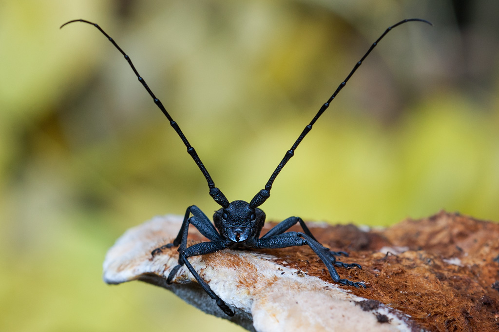 Morimus asper asper (Cerambycidae)